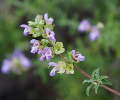 Salvia dentata
