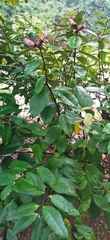 Strophanthus gratus