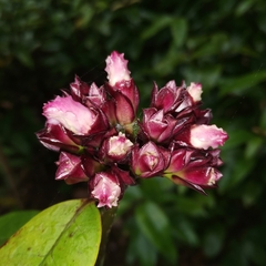 Strophanthus gratus