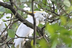 Cacatua