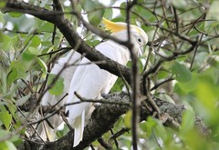 Cacatua
