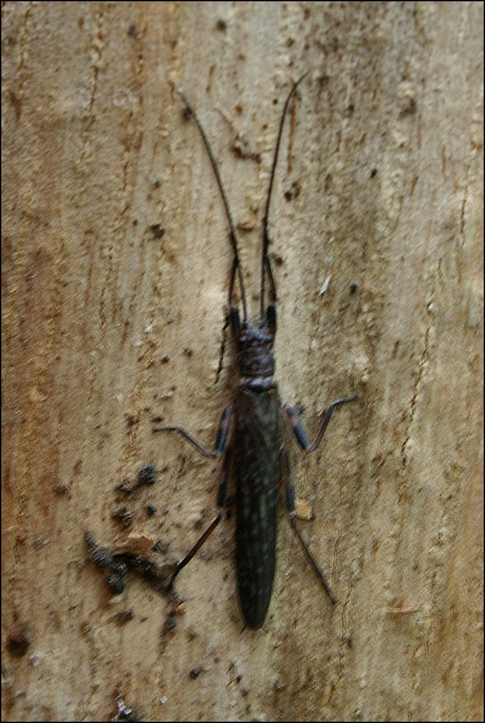 Trinotoperla
