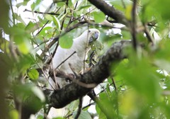 Cacatua goffiniana × Cacatua sulphurea