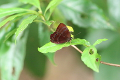 Abisara saturata