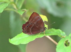 Abisara saturata