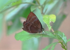 Abisara saturata
