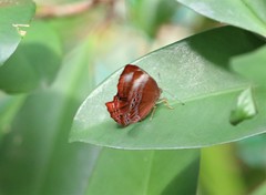 Abisara saturata