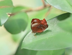 Abisara saturata