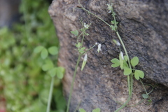 Cysticapnos cracca