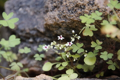 Crassula dentata