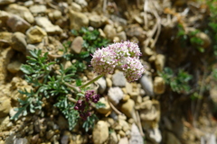 Seseli montanum