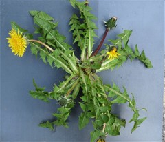 Taraxacum ekmanii