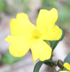 Hibbertia cunninghamii