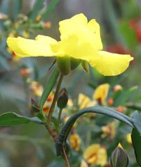 Hibbertia cunninghamii