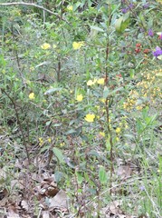 Hibbertia cunninghamii