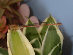 Ceriagrion olivaceum