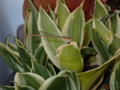 Ceriagrion olivaceum