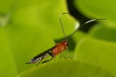 Oedemopsini