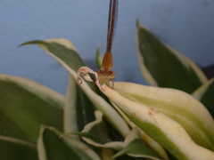 Ceriagrion olivaceum