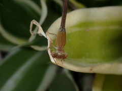 Ceriagrion olivaceum