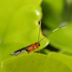 Oedemopsini