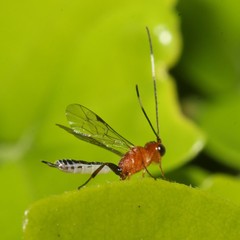 Oedemopsini