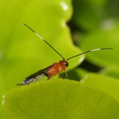 Oedemopsini