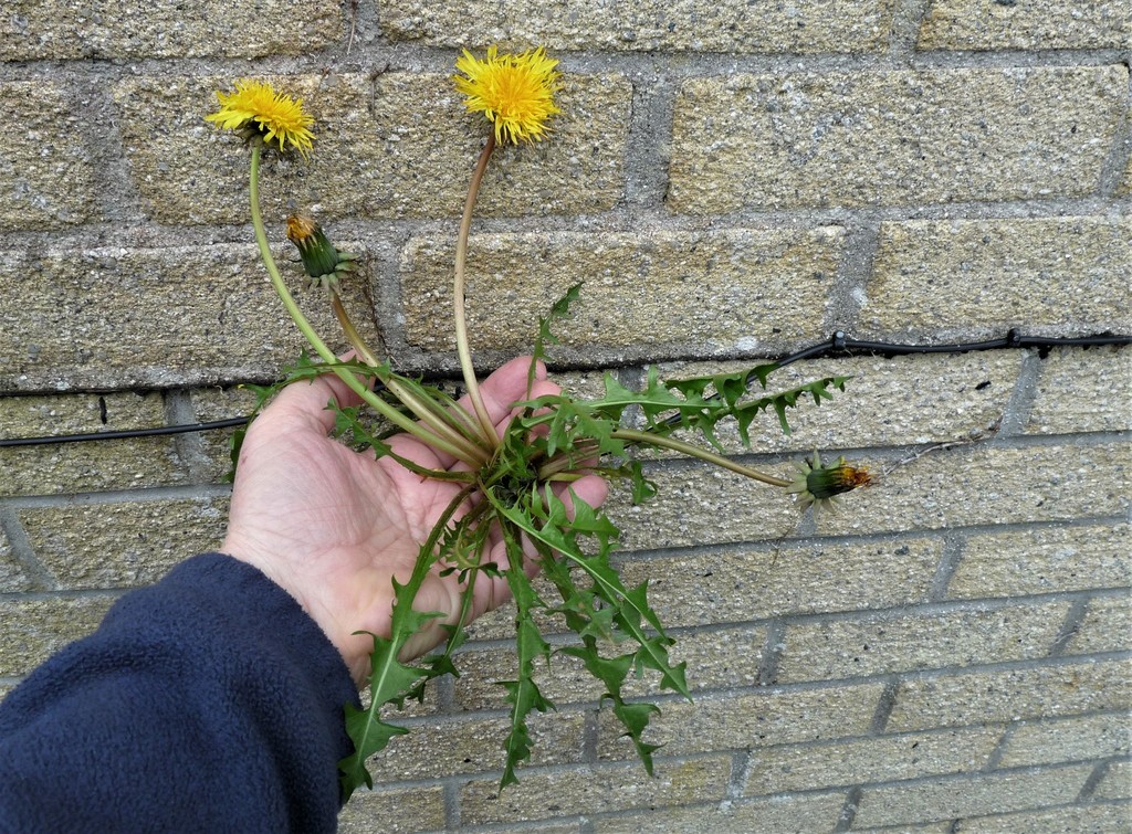imbricate-bracted dandelion