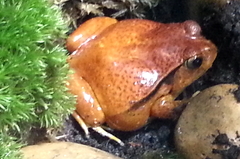 Dyscophus antongilii