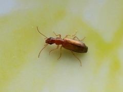 Paradromius linearis