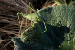 Odontura aspericauda