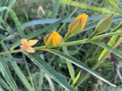 Ludwigia longifolia