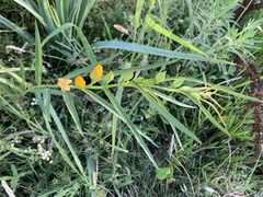 Ludwigia longifolia