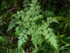 Rubus pungens oldhamii