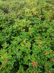 Rosa rugosa