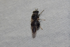 Adoxomyia nubifera