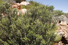 Phylica oleifolia