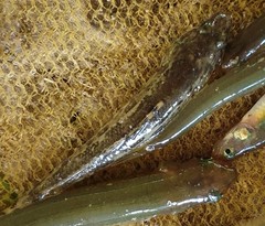 Pseudaphritis urvillii