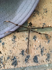 Telephlebia godeffroyi