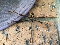 Telephlebia godeffroyi