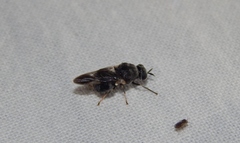 Adoxomyia nubifera