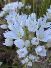 Ornithogalum conicum