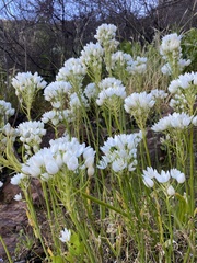 Ornithogalum conicum