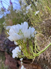 Ornithogalum conicum
