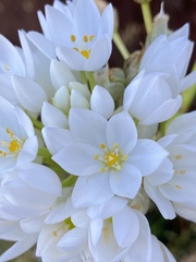 Ornithogalum conicum