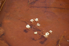 Crassula natans natans