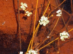 Crassula natans natans