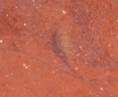 Pyxicephalidae