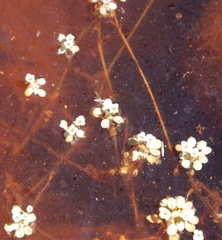 Crassula natans natans