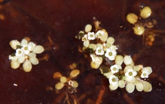Crassula natans natans